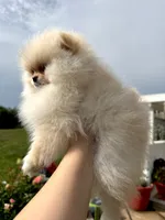 Kirby , a female Pomeranian for sale in Stafford, VA – 4 of 9