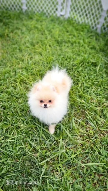 Kirby  – Pomeranian puppy for sale in Stafford, VA