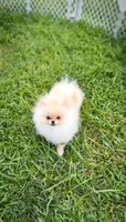 Kirby , a female Pomeranian for sale in Stafford, VA – 1 of 9