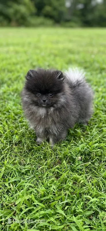 Nyx – Pomeranian puppy for sale in Stafford, VA