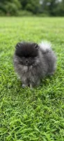 Nyx, a female Pomeranian for sale in Stafford, VA – 1 of 7
