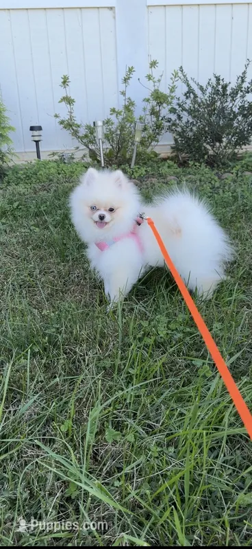 Yuki – Pomeranian puppy for sale in Stafford, VA