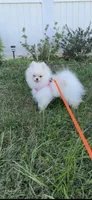 Yuki, a female Pomeranian for sale in Stafford, VA – 1 of 10