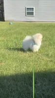 Yoshi, a male Pomeranian for sale in Stafford, VA – 3 of 10