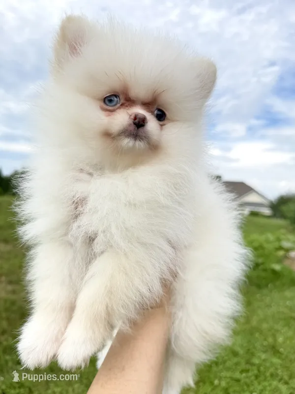 Yuki – Pomeranian puppy for sale in Stafford, VA
