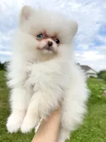 Yuki, a female Pomeranian for sale in Stafford, VA – 1 of 5