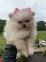 Kirby , a female Pomeranian for sale in Stafford, VA – 2 of 6