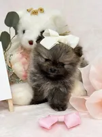 Kiki, a female Pomeranian for sale in Stafford, VA – 2 of 4
