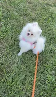 Yuki, a female Pomeranian for sale in Stafford, VA – 3 of 10