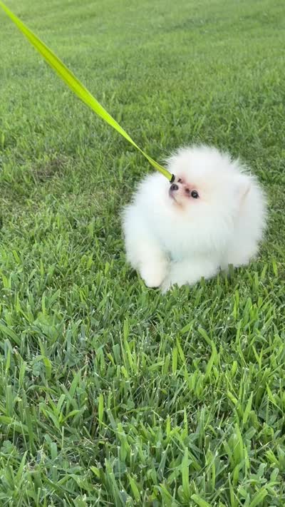 Yoshi, a male Pomeranian for sale in Stafford, VA – 2 of 9