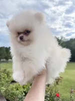 Yoshi, a male Pomeranian for sale in Stafford, VA – 4 of 9