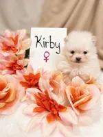 Kirby , a female Pomeranian for sale in Stafford, VA – 4 of 6