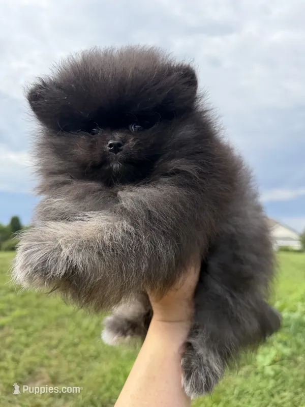 Nyx – Pomeranian puppy for sale in Stafford, VA