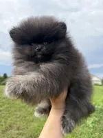 Nyx, a female Pomeranian for sale in Stafford, VA – 1 of 4