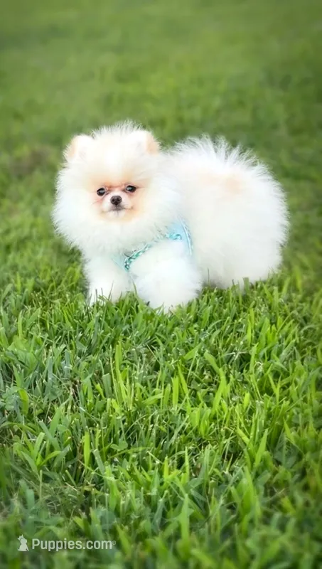 Yoshi – Pomeranian puppy for sale in Stafford, VA