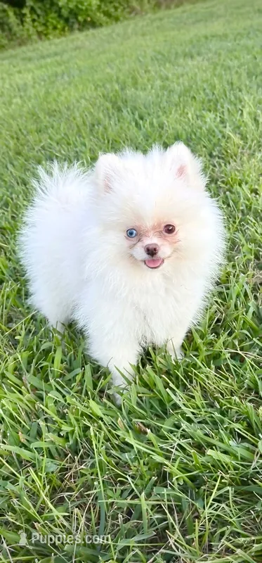 Yuki – Pomeranian puppy for sale in Stafford, VA