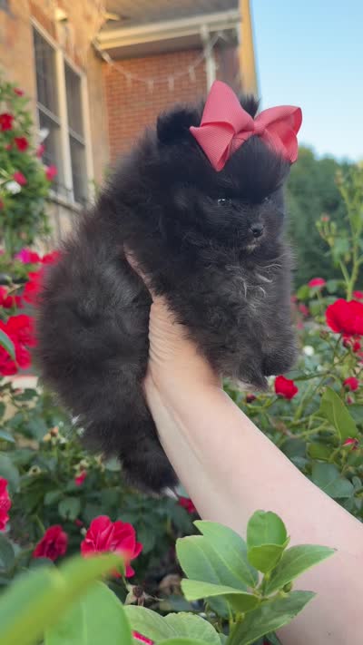 Nyx, a female Pomeranian for sale in Stafford, VA – 2 of 4