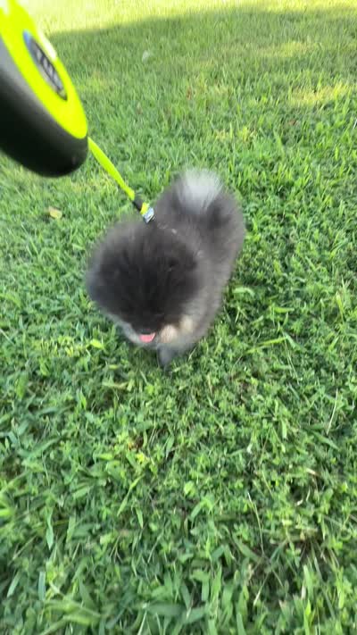 Nyx, a female Pomeranian for sale in Stafford, VA – 2 of 7