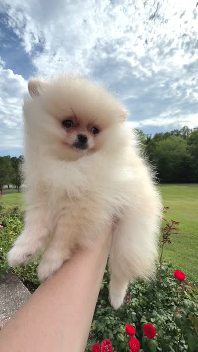 Kirby , a female Pomeranian for sale in Stafford, VA – 6 of 9
