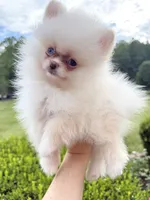Yuki, a female Pomeranian for sale in Stafford, VA – 3 of 5