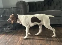 Leidy , a female German Shorthaired Pointer for sale in Aurora, IL – 6 of 10