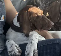 Leidy , a female German Shorthaired Pointer for sale in Aurora, IL – 3 of 10