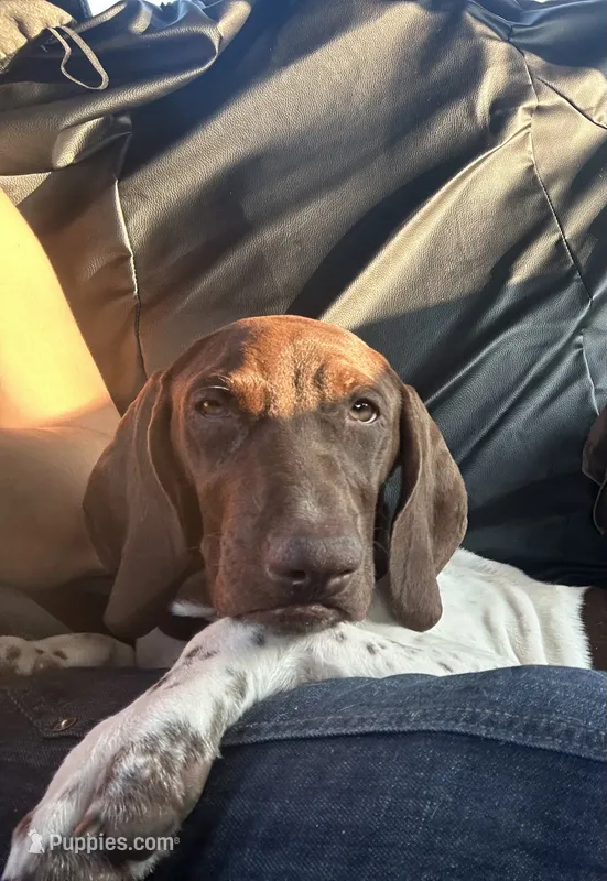 Leidy  – German Shorthaired Pointer puppy for sale in Aurora, IL