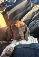 Leidy , a female German Shorthaired Pointer for sale in Aurora, IL – 2 of 10