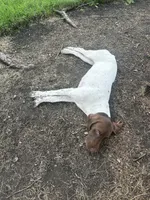 Leidy , a female German Shorthaired Pointer for sale in Aurora, IL – 10 of 10