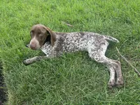 Latte , a female German Shorthaired Pointer for sale in Aurora, IL – 7 of 7