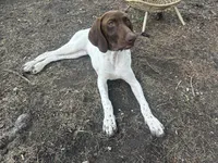 Leidy , a female German Shorthaired Pointer for sale in Aurora, IL – 9 of 10