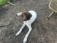 Leidy , a female German Shorthaired Pointer for sale in Aurora, IL – 8 of 10