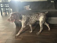 Latte , a female German Shorthaired Pointer for sale in Aurora, IL – 5 of 7