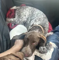 Latte , a female German Shorthaired Pointer for sale in Aurora, IL – 2 of 7