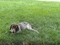 Latte , a female German Shorthaired Pointer for sale in Aurora, IL – 6 of 7