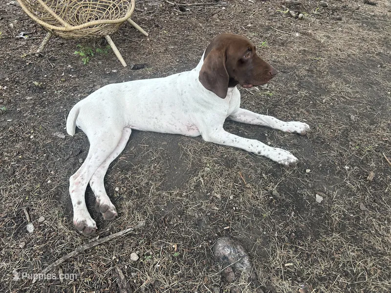 Leidy  – German Shorthaired Pointer puppy for sale in Aurora, IL