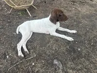 Leidy , a female German Shorthaired Pointer for sale in Aurora, IL – 1 of 10