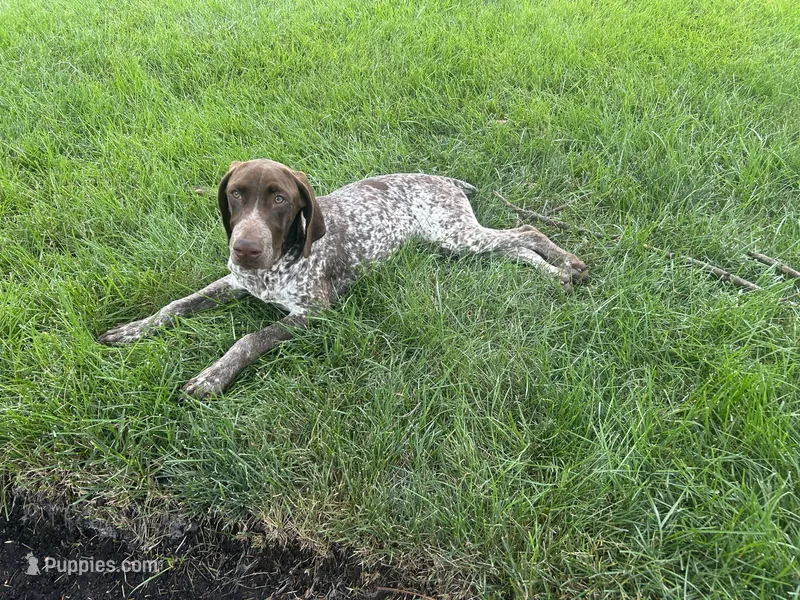 Latte  – German Shorthaired Pointer puppy for sale in Aurora, IL