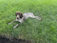 Latte , a female German Shorthaired Pointer for sale in Aurora, IL – 1 of 7