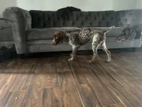 Latte , a female German Shorthaired Pointer for sale in Aurora, IL – 4 of 7