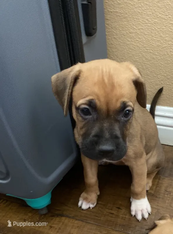 Bullet – Boxer puppy for sale in San Bernardino, CA