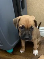 Bullet, a male Boxer for sale in San Bernardino, CA – 1 of 1