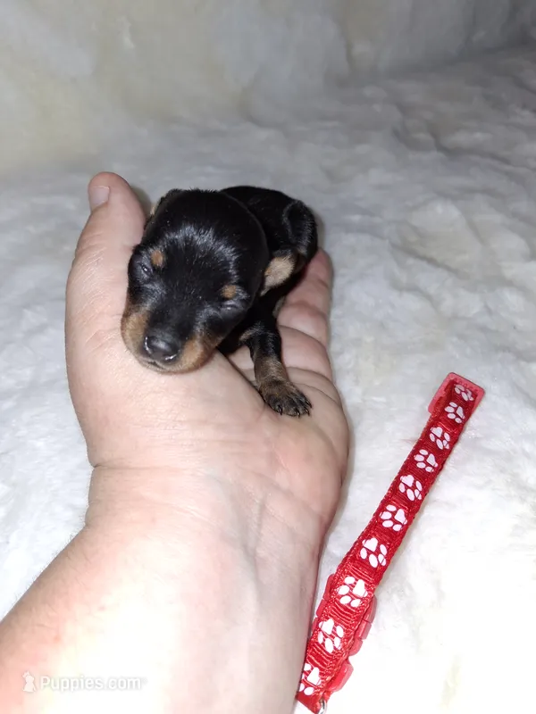 Black/rust ❤️ – Miniature Pinscher puppy for sale in Ocala, FL