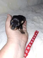 Black/rust ❤️, a female Miniature Pinscher for sale in Ocala, FL – 1 of 10
