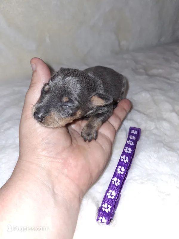 Blue/ tan F 💜 – Miniature Pinscher puppy for sale in Ocala, FL