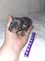 Blue/ tan F 💜, a female Miniature Pinscher for sale in Ocala, FL – 1 of 7