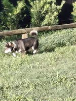 Sunny, a male Shiba Inu for sale in Ocala, FL – 3 of 5