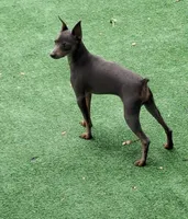 Black / rust F 💓, a female Miniature Pinscher for sale in Ocala, FL – 6 of 8