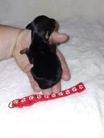 Black/rust ❤️, a female Miniature Pinscher for sale in Ocala, FL – 3 of 10