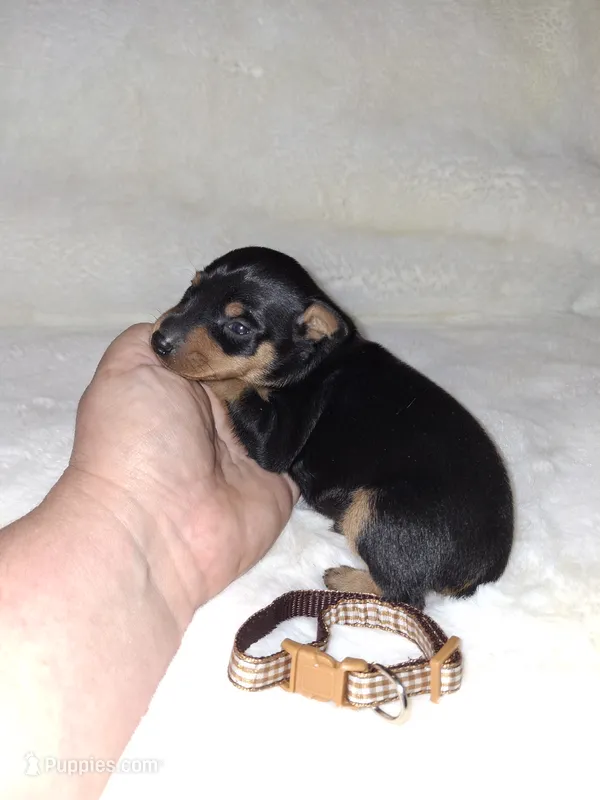 AKC Black M 🤎 – Miniature Pinscher puppy for sale in Ocala, FL